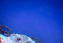 11 Surprising Marine Life Sightings in India