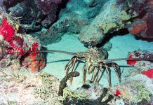 5 Weird and Wacky Turtle Species to See