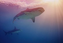 British Virgin Islands – Best Diving Spots